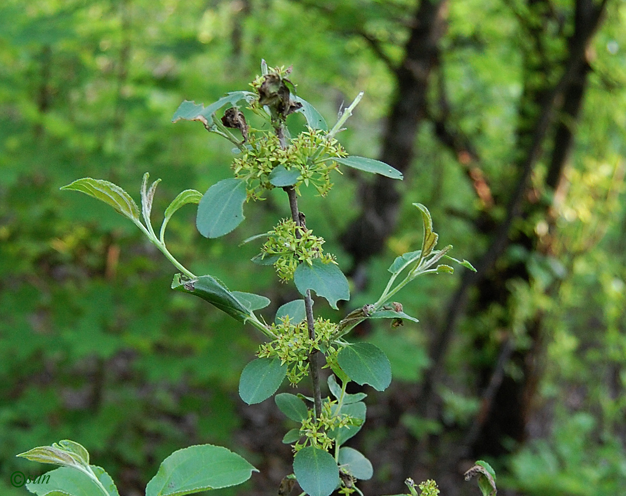 Image of Rhamnus cathartica specimen.