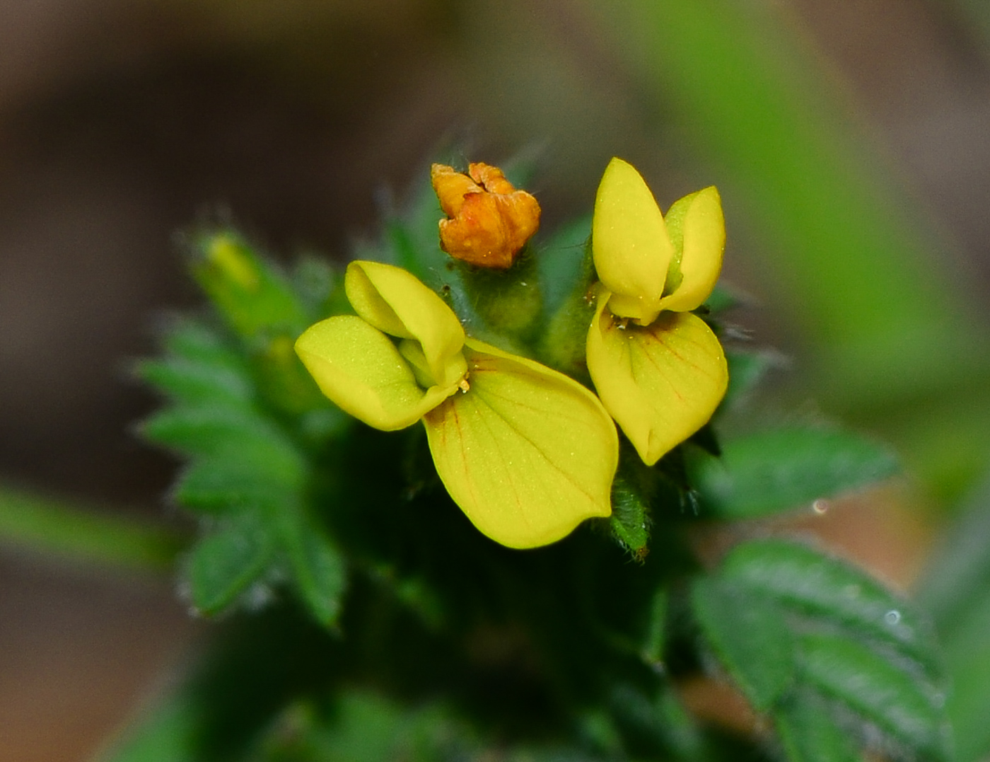 Изображение особи Ornithopus compressus.