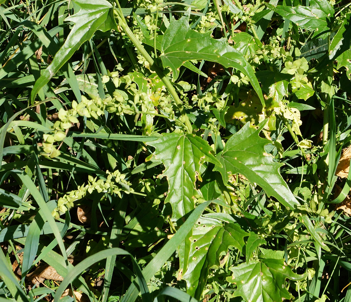 Image of Atriplex sagittata specimen.