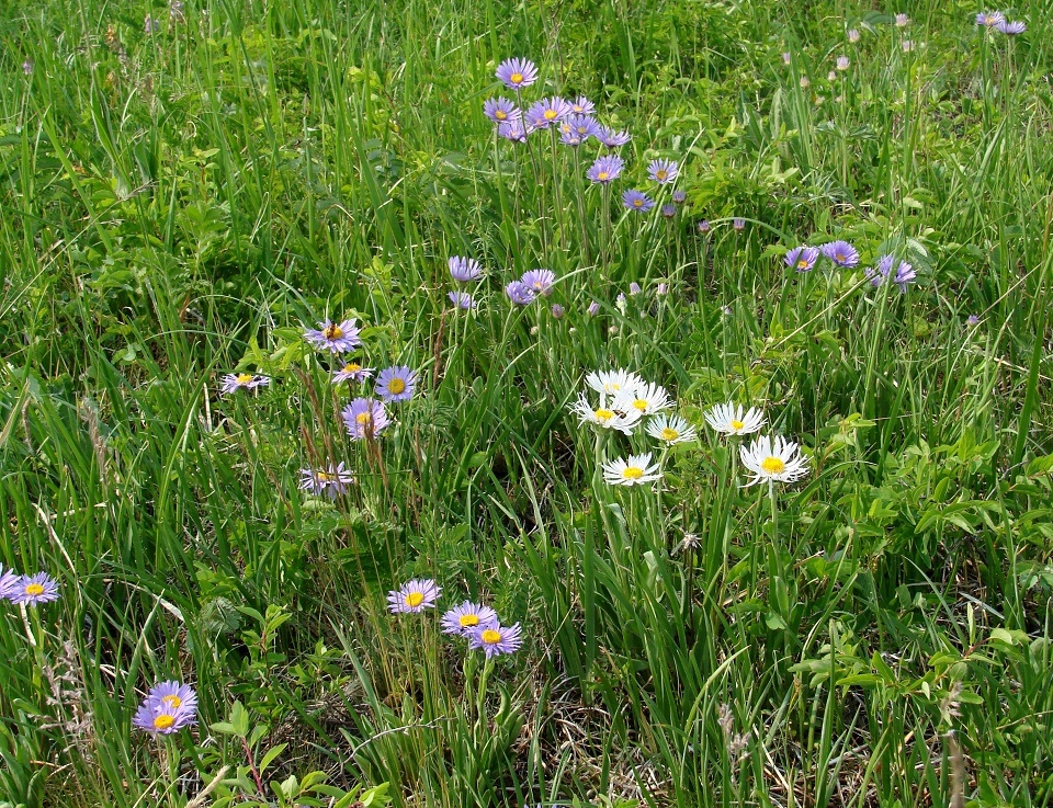 Изображение особи Aster alpinus.