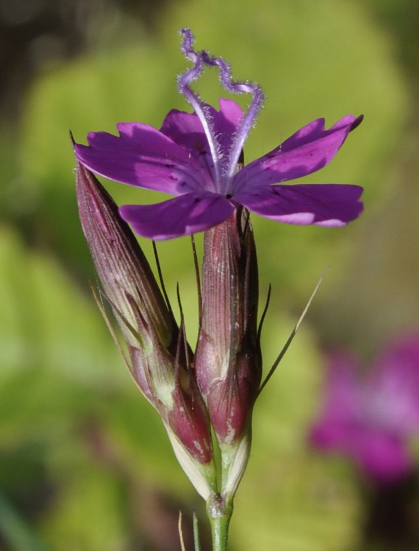 Image of genus Dianthus specimen.