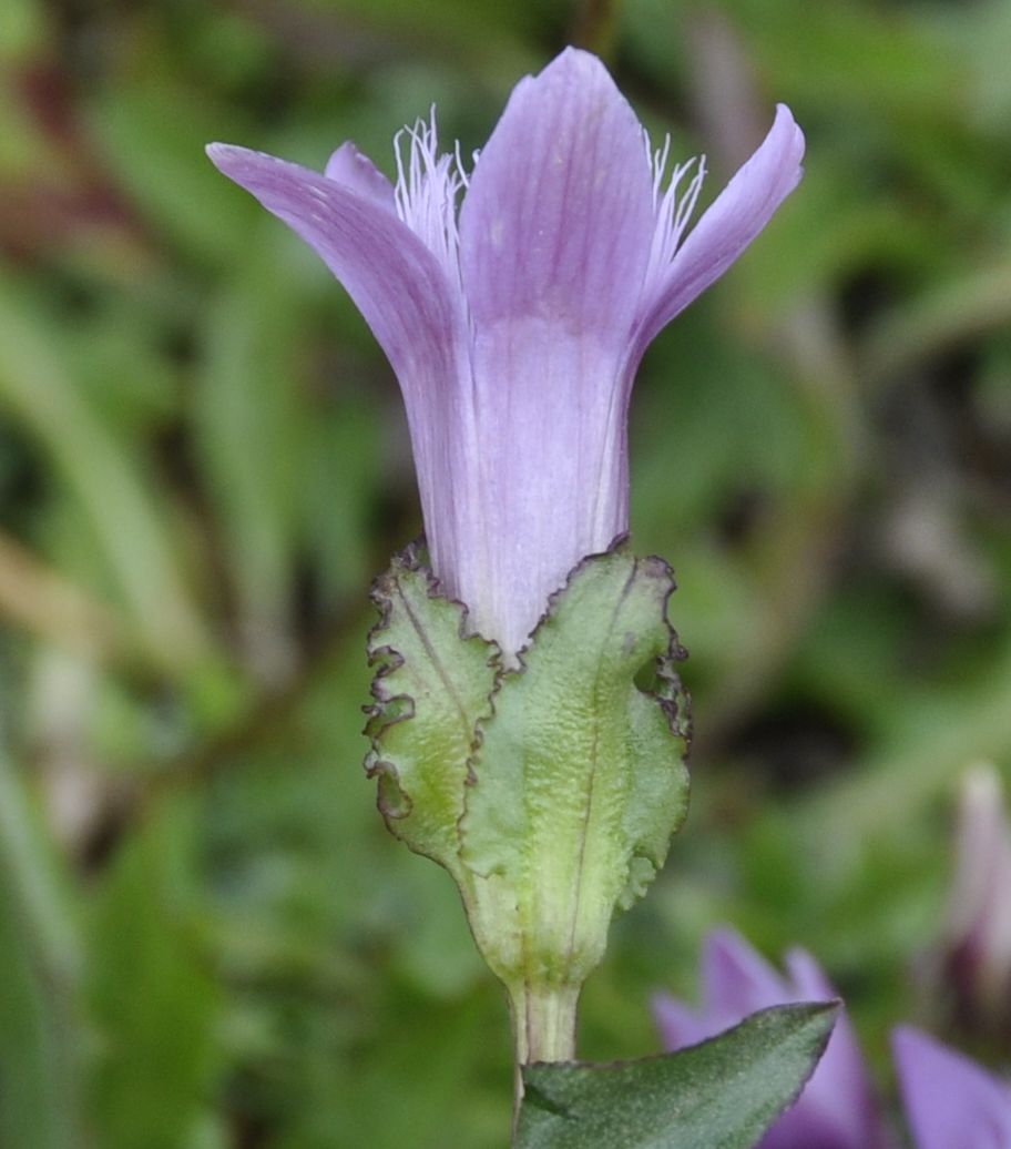 Image of Gentianella crispata specimen.