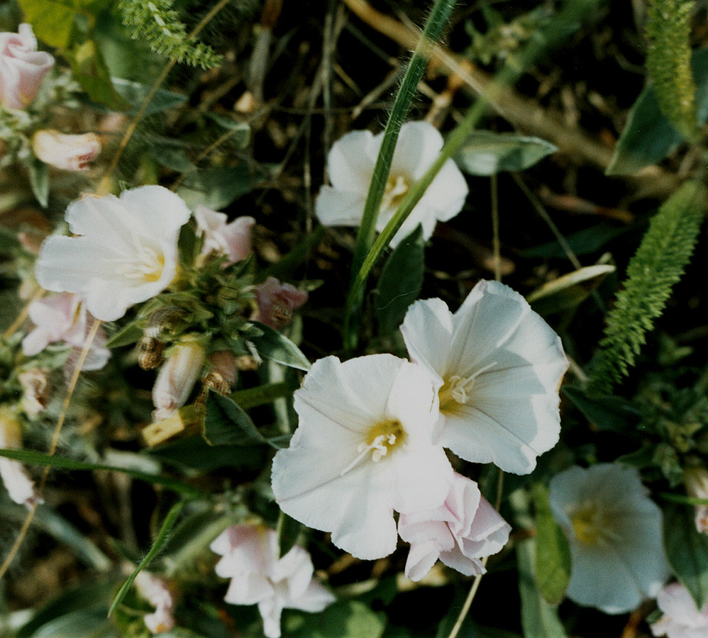 Изображение особи Convolvulus lineatus.