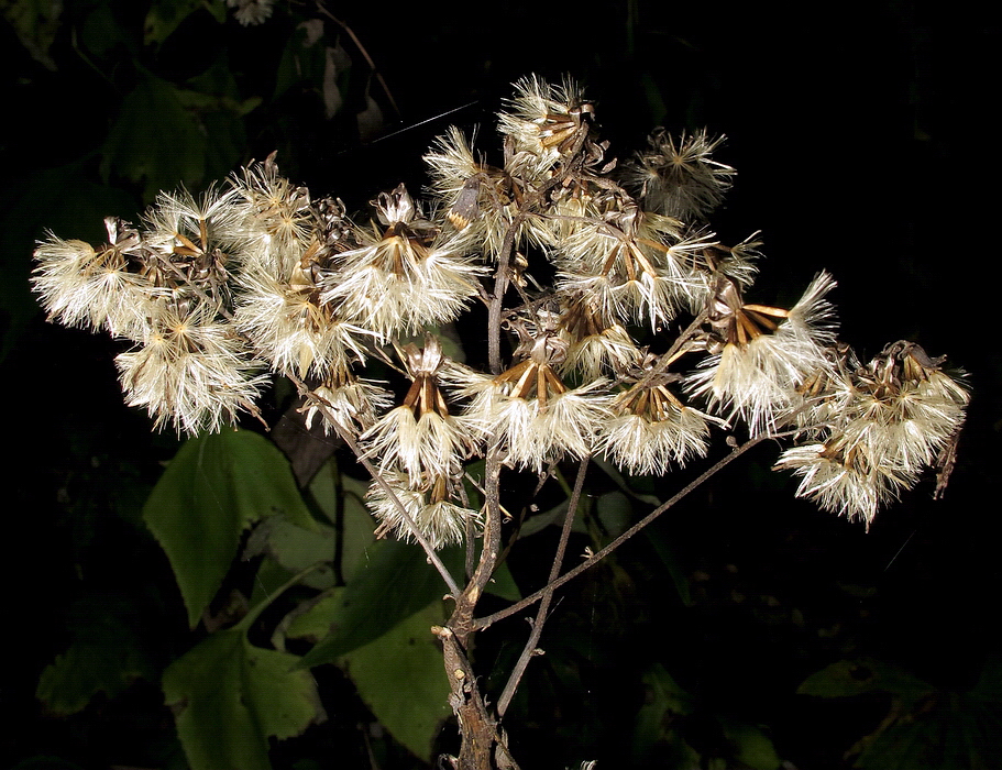 Image of Parasenecio hastatus specimen.