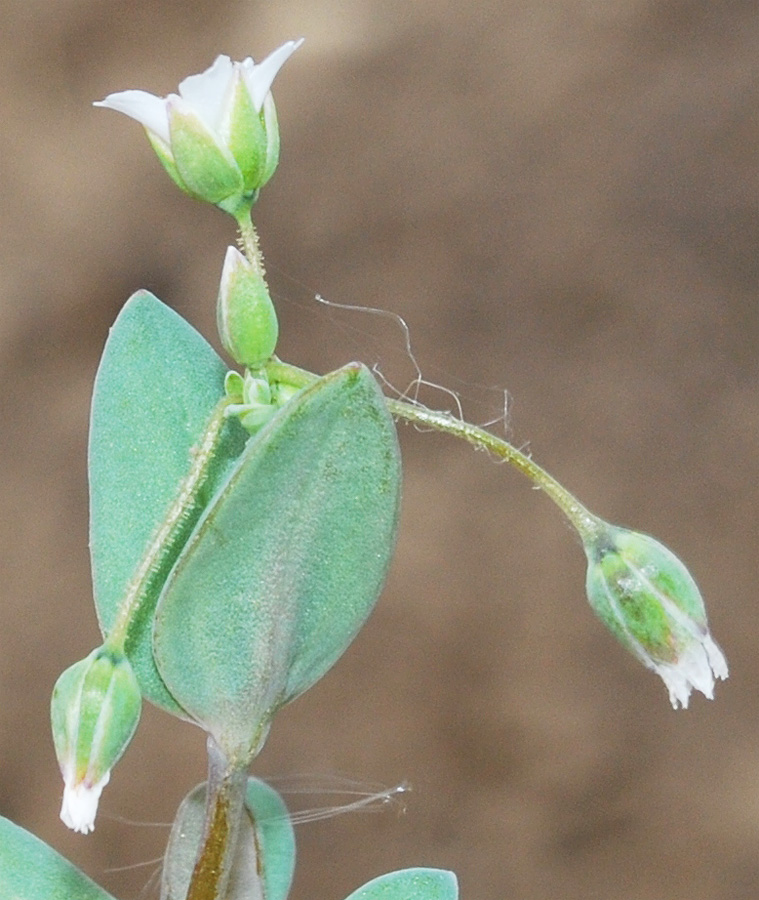 Image of Holosteum umbellatum specimen.