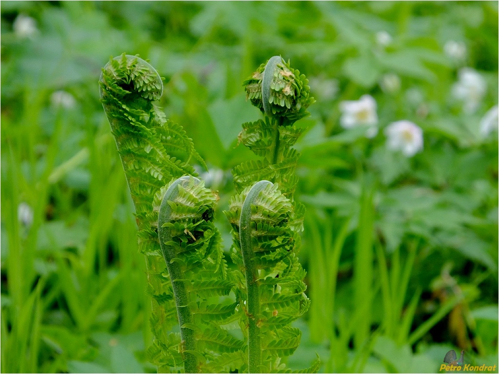 Image of Matteuccia struthiopteris specimen.