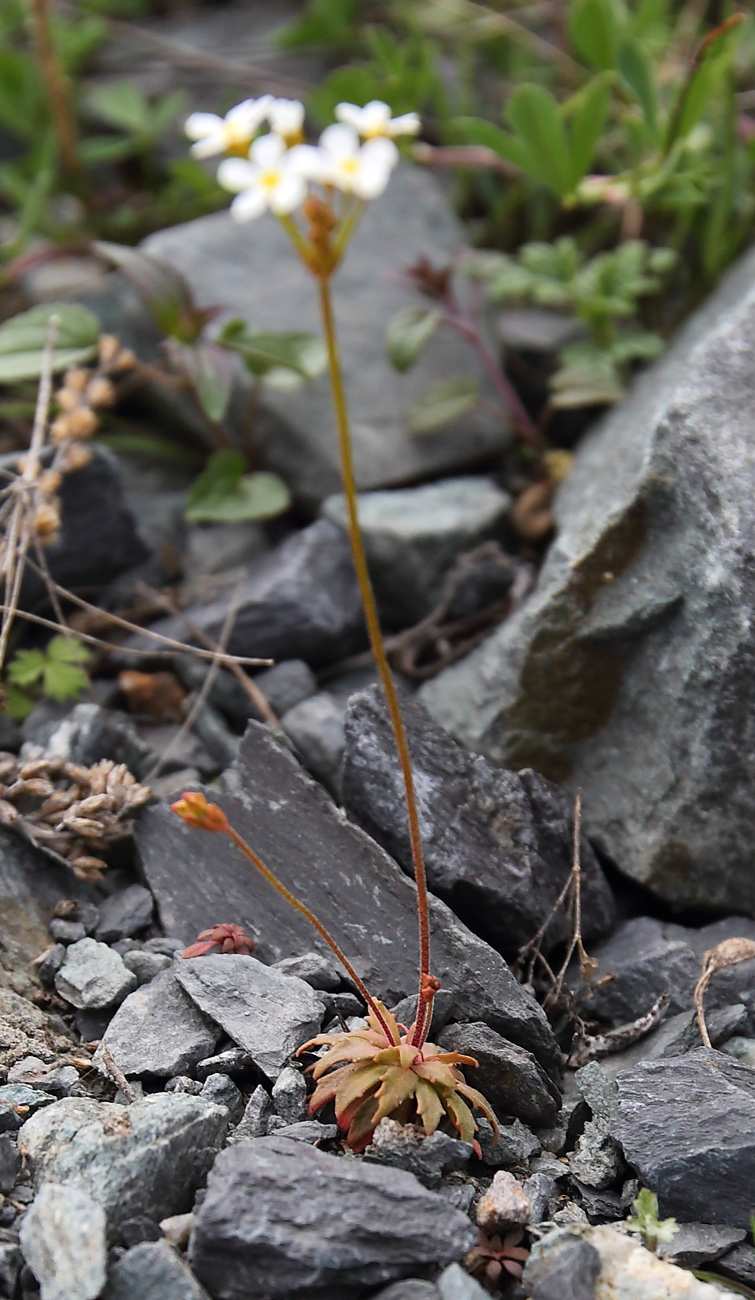 Image of Androsace lactiflora specimen.