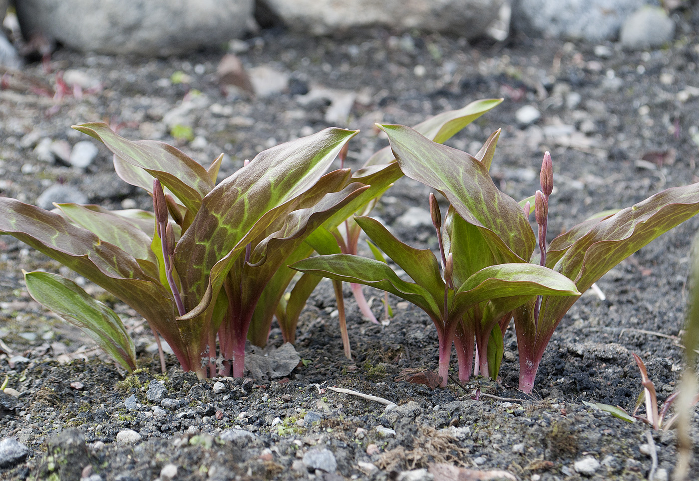 Изображение особи Erythronium tuolumnense.