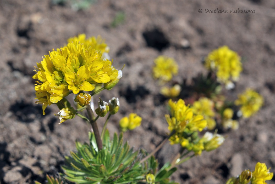 Image of Draba aizoides specimen.