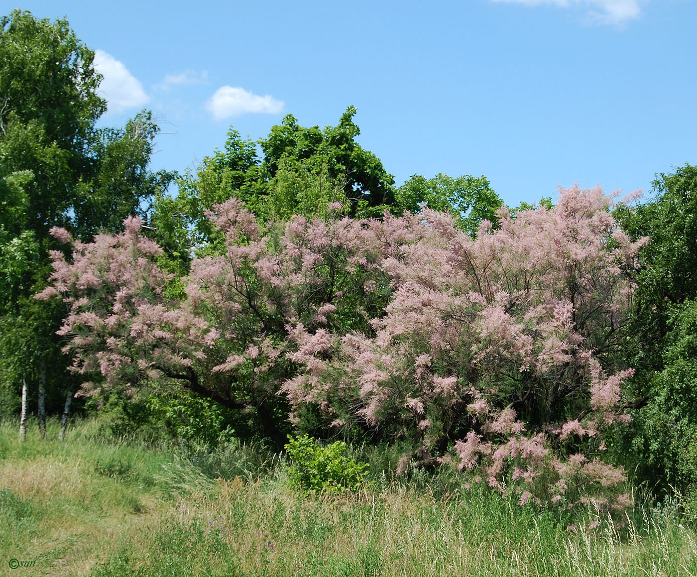 Image of Tamarix ramosissima specimen.