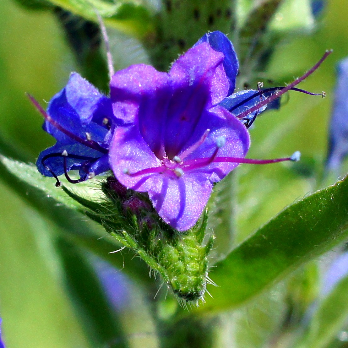 Image of Echium vulgare specimen.