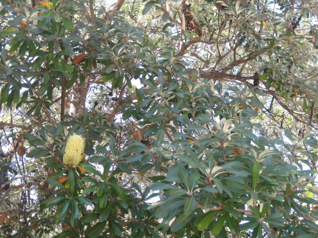 Изображение особи Banksia marginata.