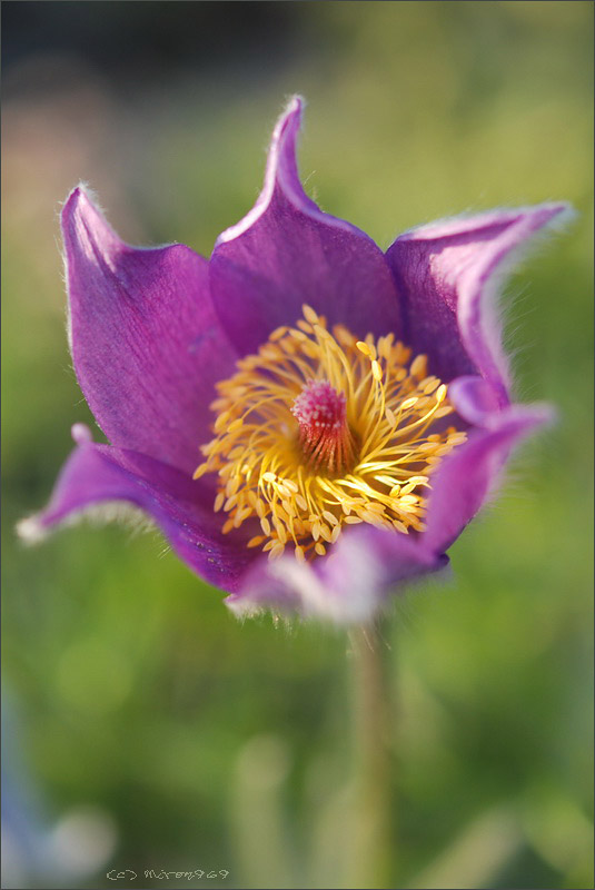 Image of genus Pulsatilla specimen.