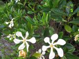 Gardenia jasminoides