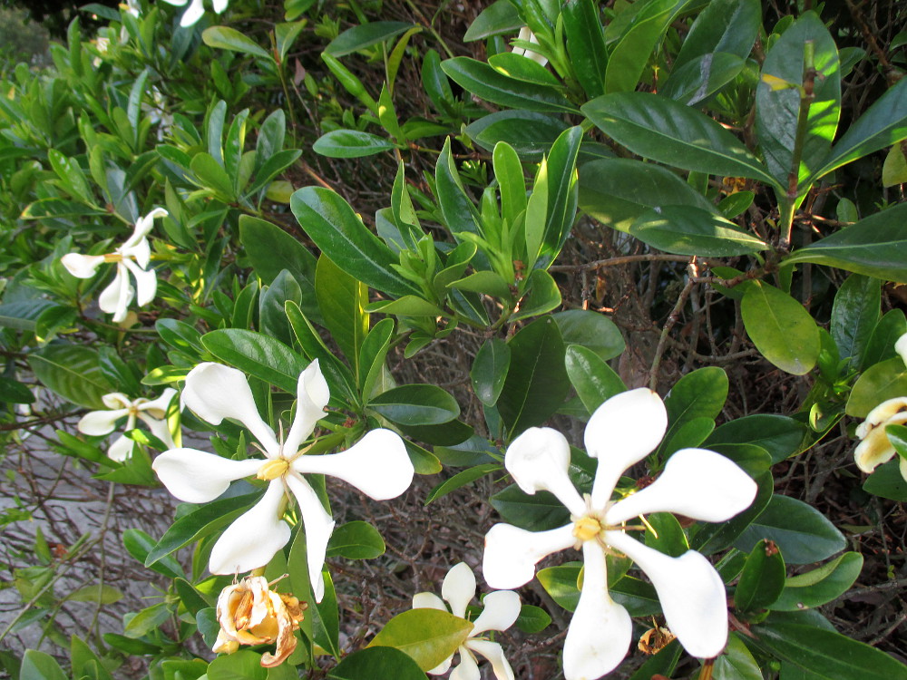 Image of Gardenia jasminoides specimen.