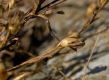 Dianthus versicolor. Побег с плодом. Челябинская обл., хребет Уреньга, зона курумов на гребне между Второй и Первой сопками, ≈ 1100 м н.у.м. 16 сентября 2017 г.