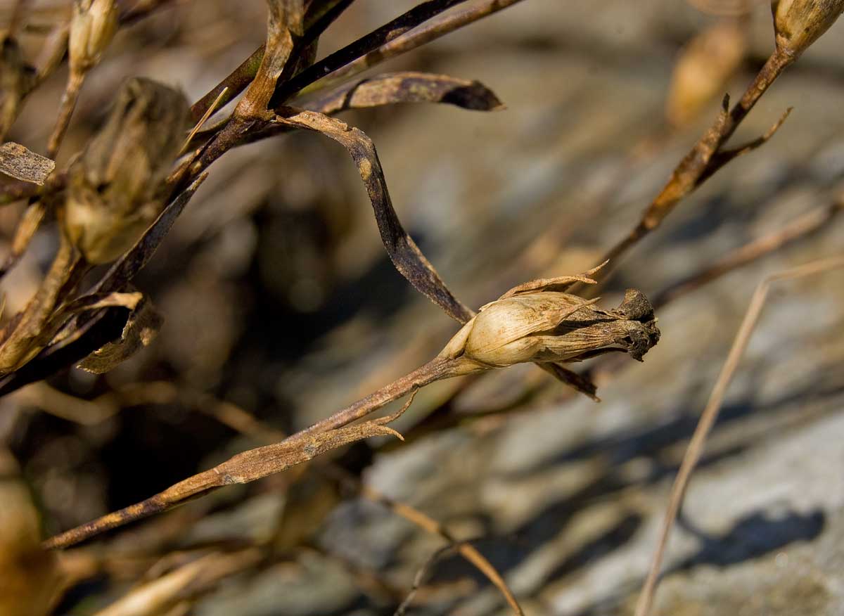 Image of Dianthus versicolor specimen.