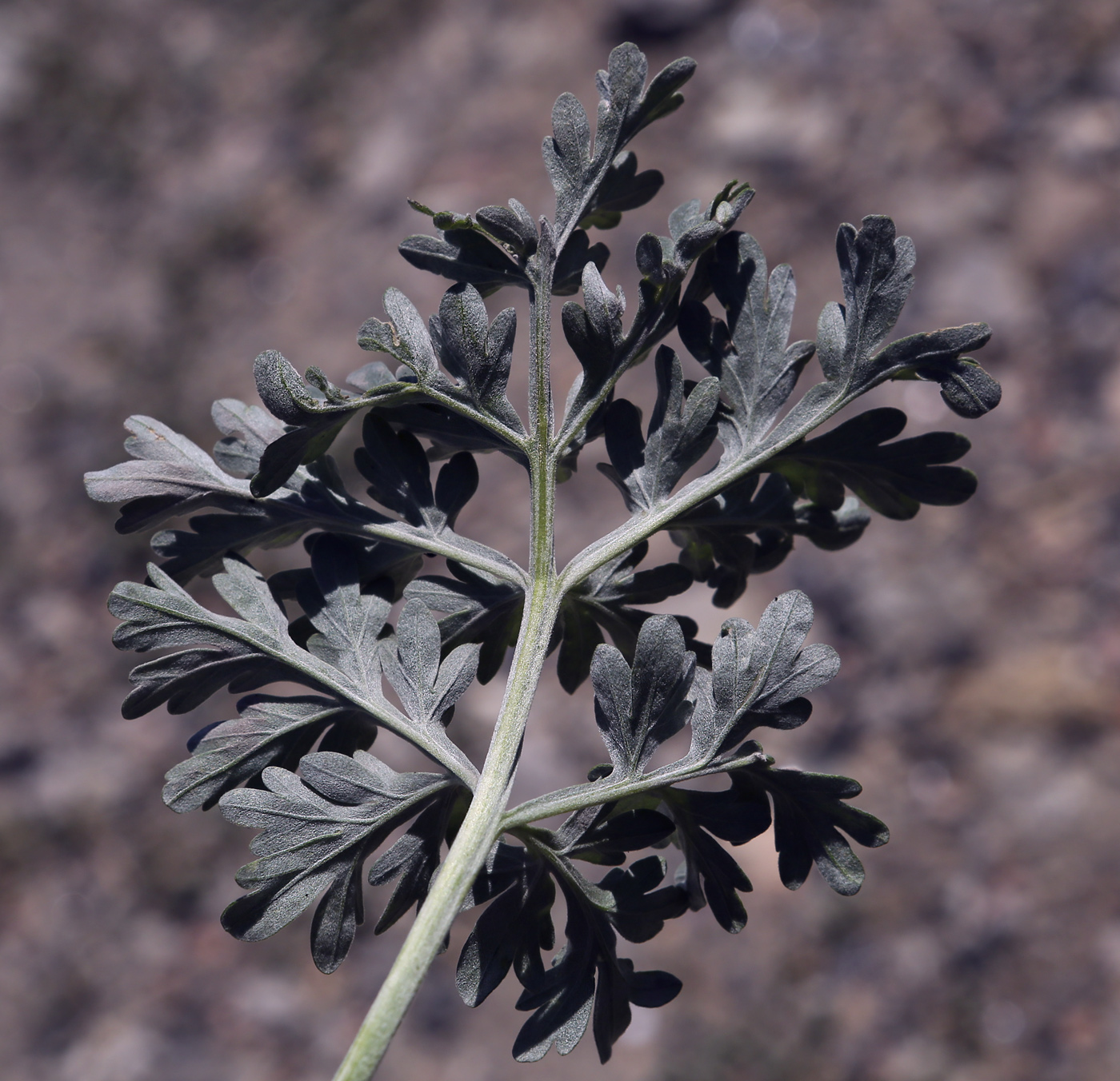 Image of Artemisia absinthium specimen.