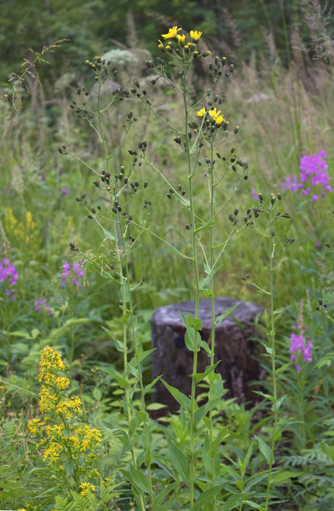 Изображение особи Hieracium duderhofense.