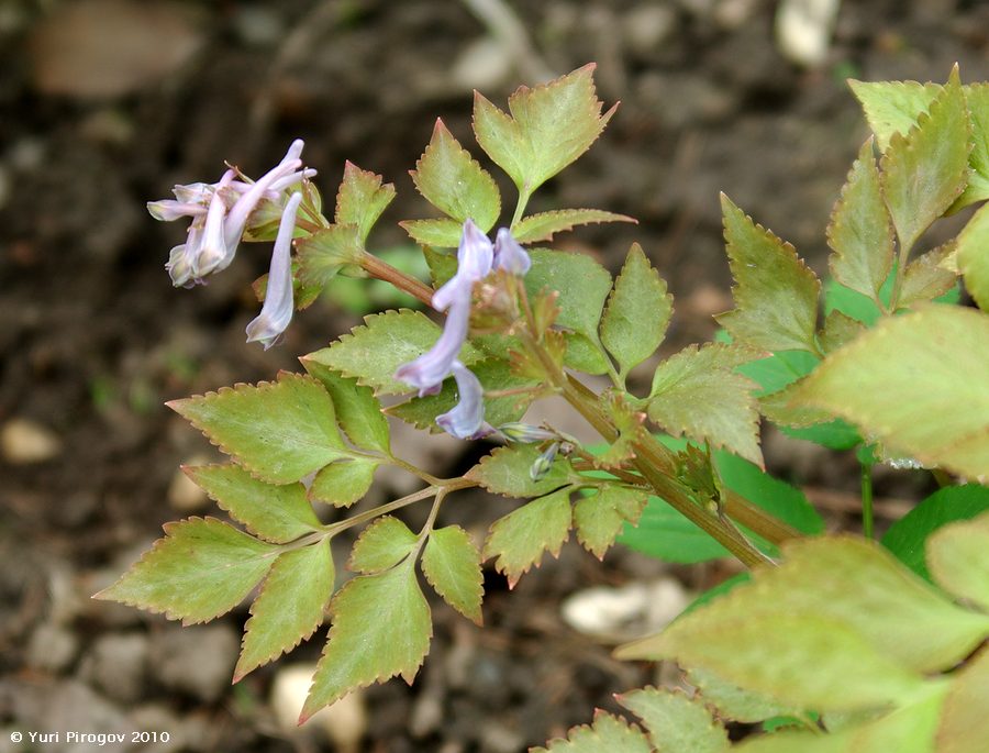 Image of Corydalis temulifolia ssp. aegopodioides specimen.