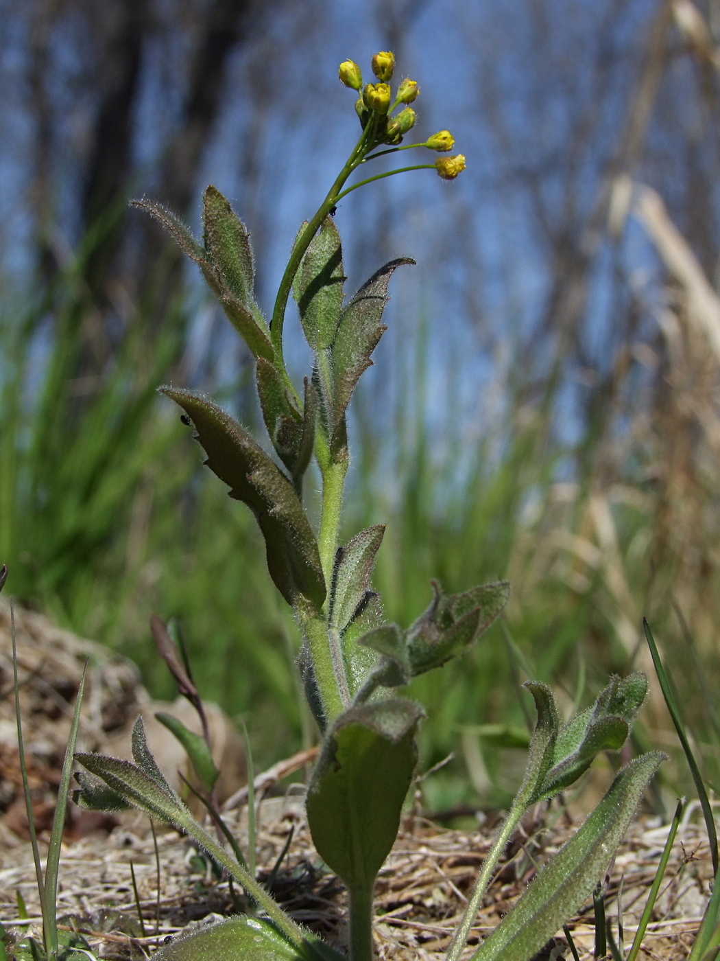 Image of Draba nemorosa specimen.