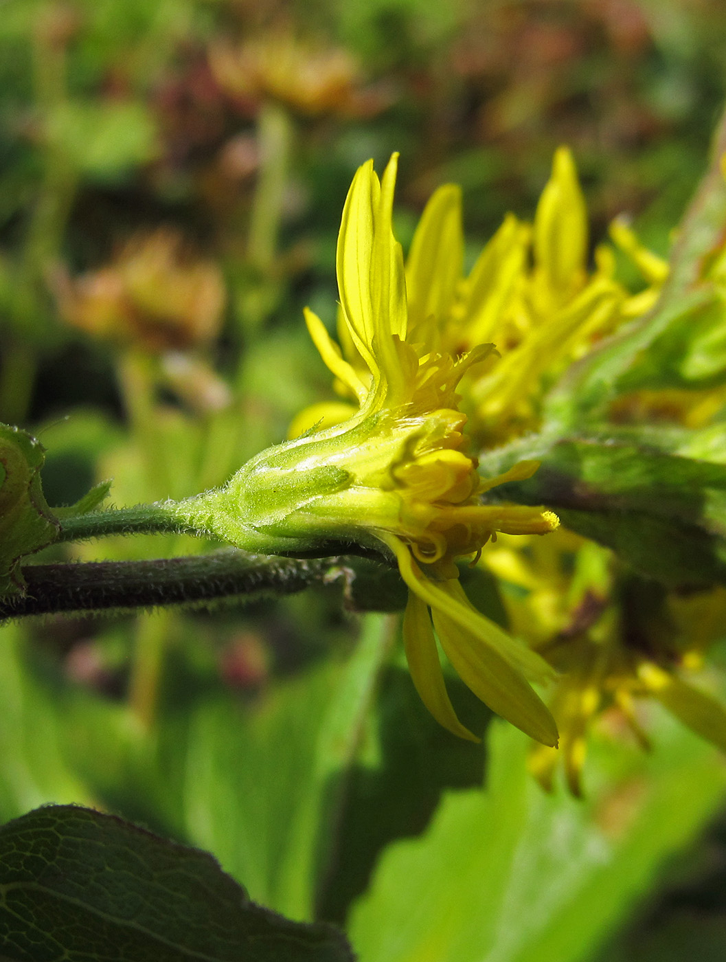 Image of Solidago cuprea specimen.