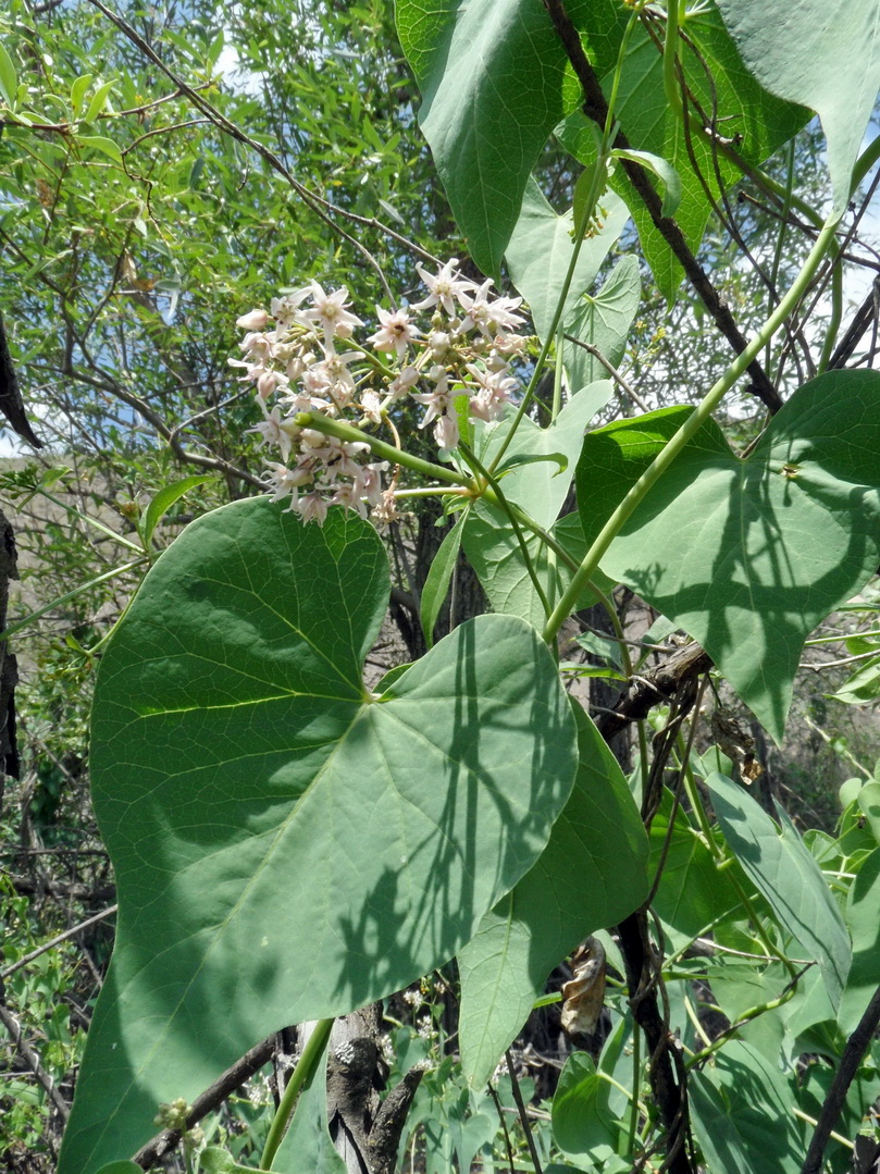 Image of Cynanchum acutum specimen.