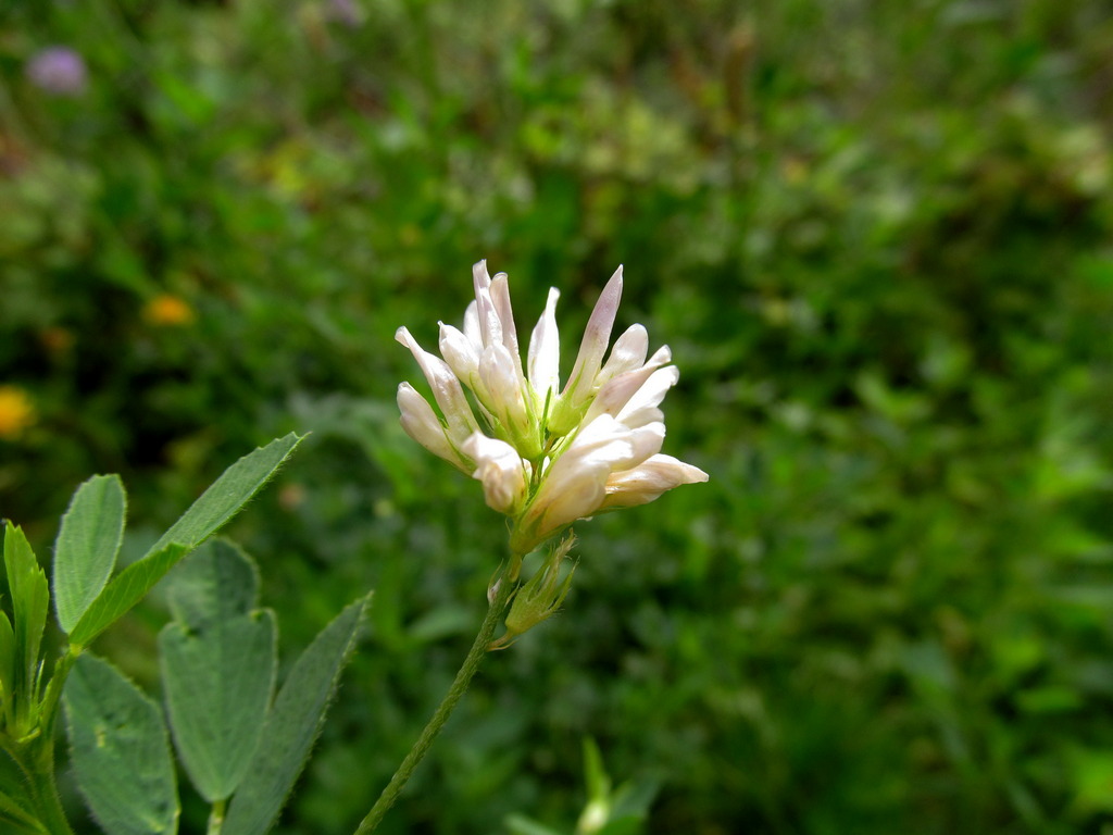 Изображение особи Medicago &times; varia.