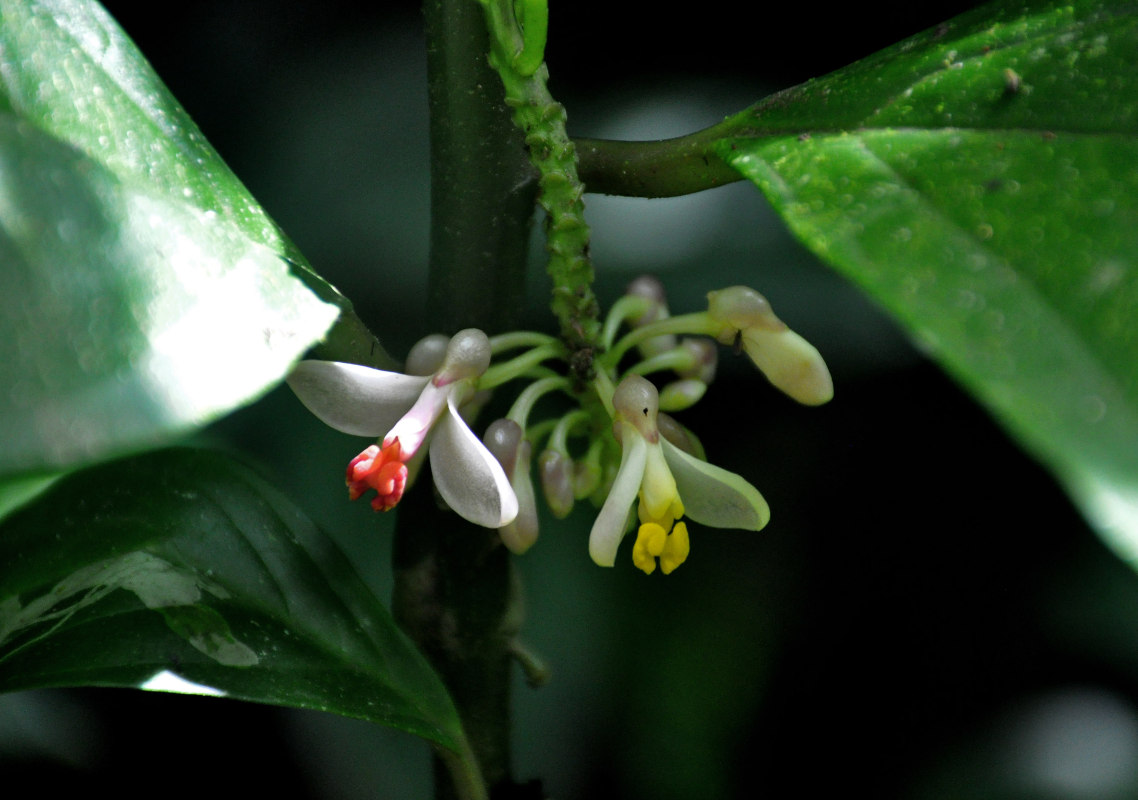 Image of Polygala venenosa specimen.