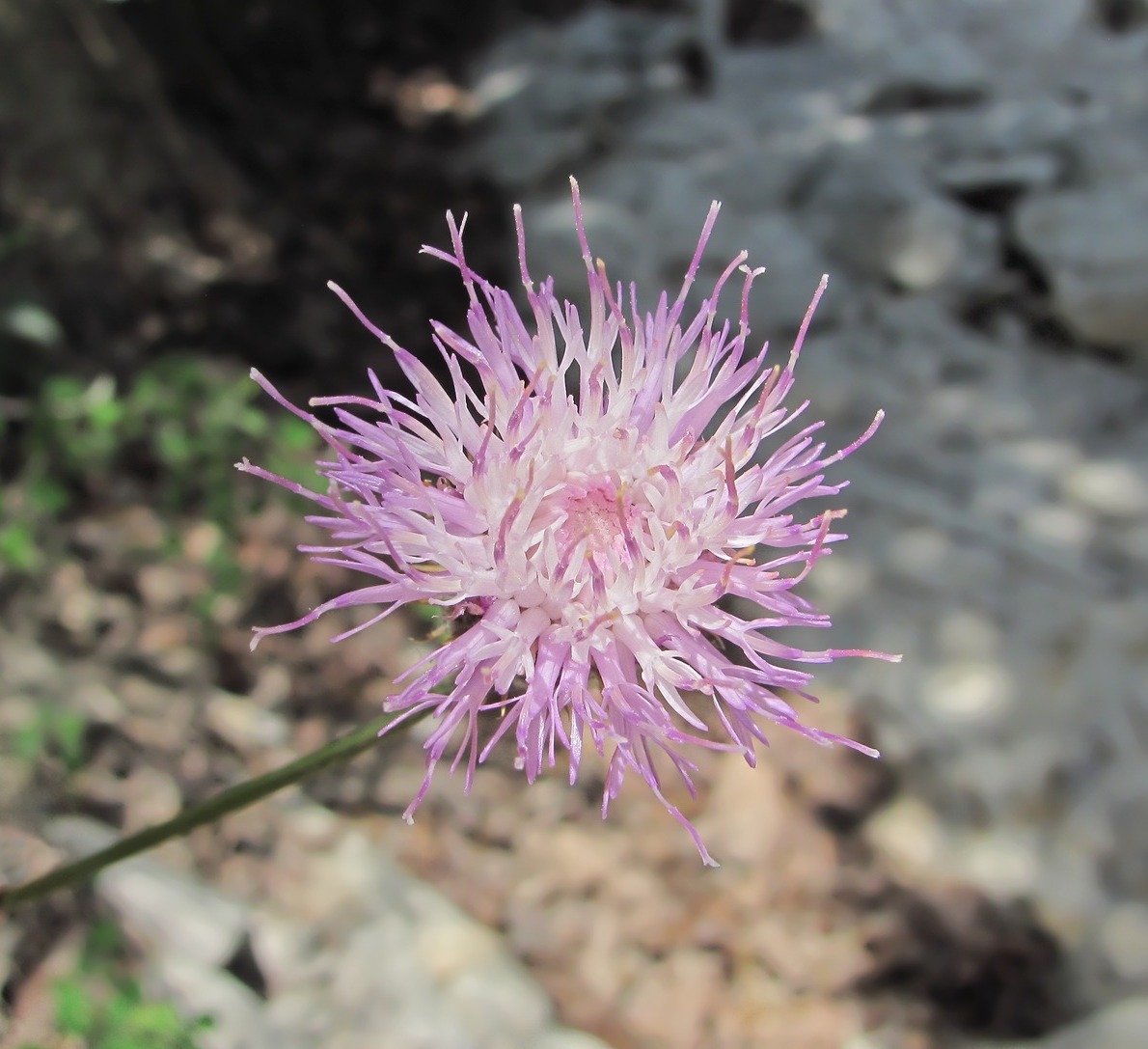 Image of Klasea haussknechtii specimen.