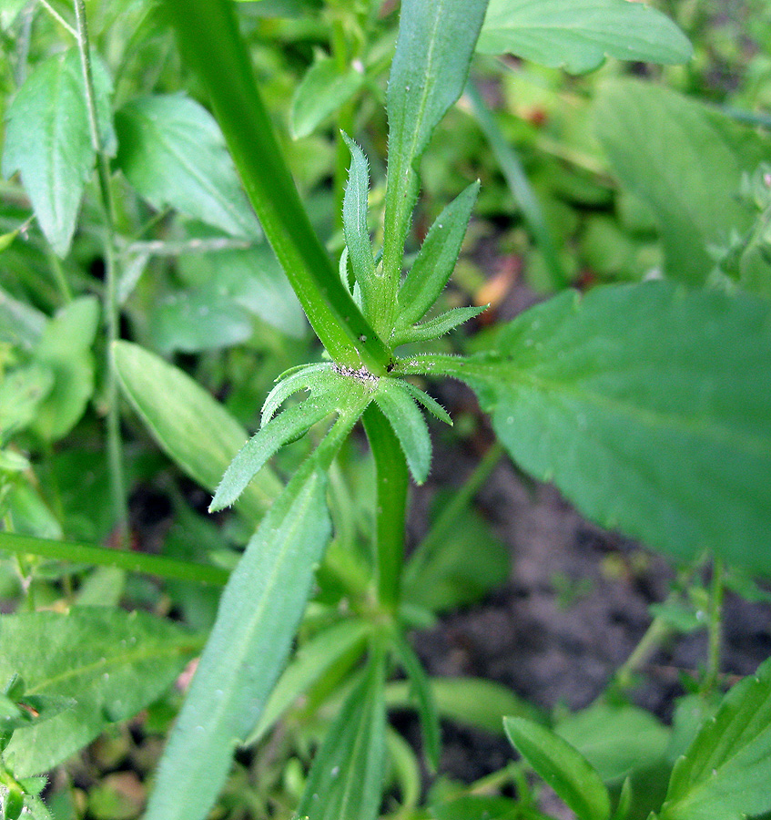 Image of Viola wittrockiana specimen.