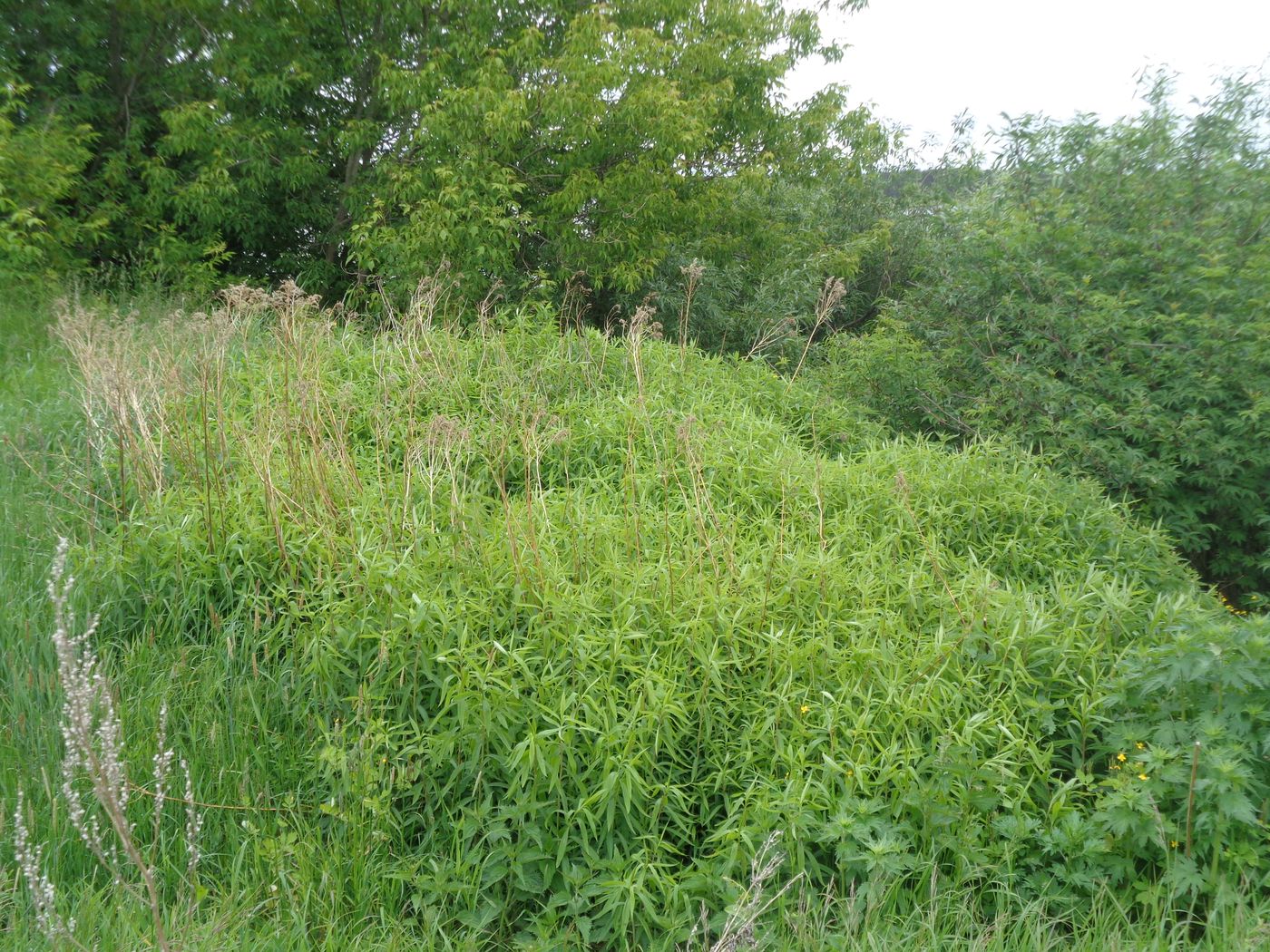 Изображение особи Solidago gigantea.