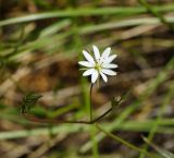 Stellaria graminea. Бутоны и раскрывшийся цветок. Восточный Казахстан, г. Усть-Каменогорск, восточные окр., Лесхоз, склон сопки. 22.05.2018.