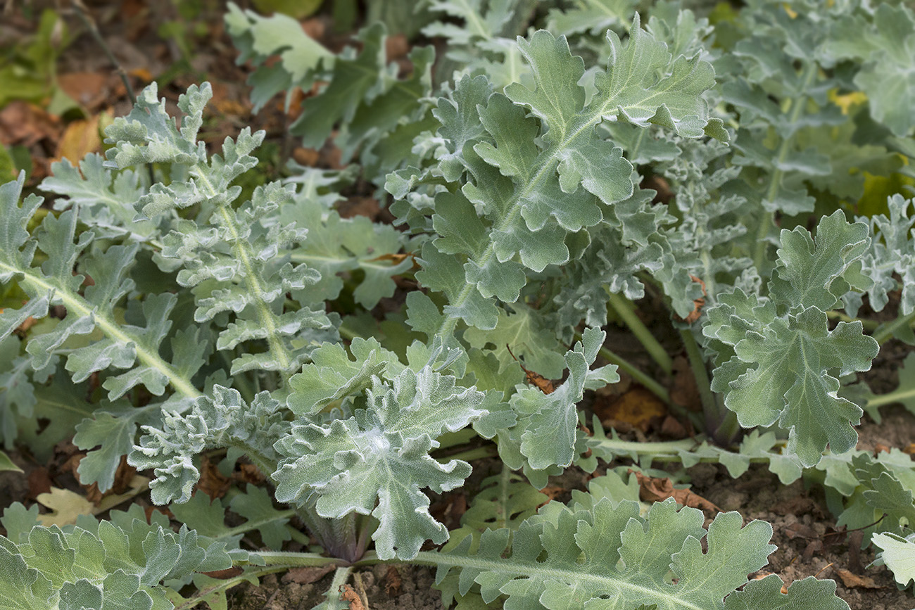 Изображение особи Glaucium flavum.