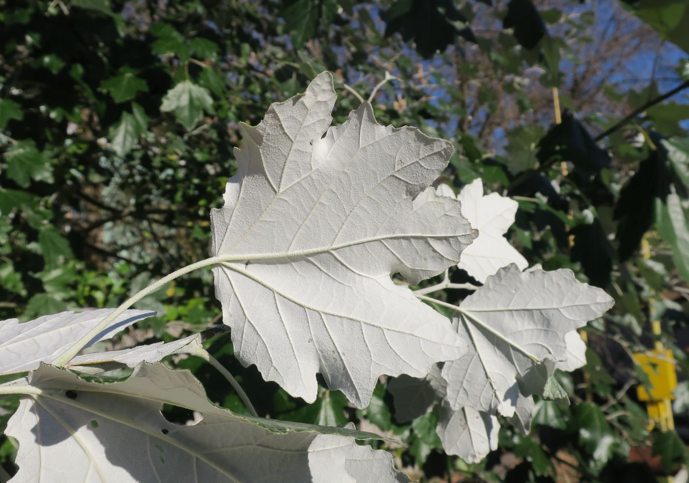 Image of Populus alba specimen.