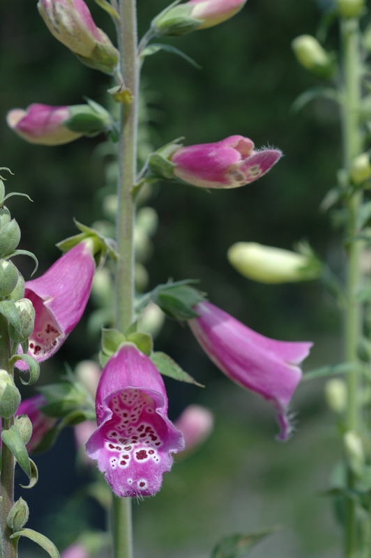 Изображение особи Digitalis purpurea.