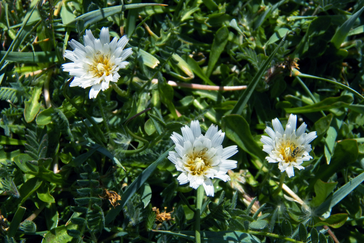 Изображение особи Taraxacum leucanthum.