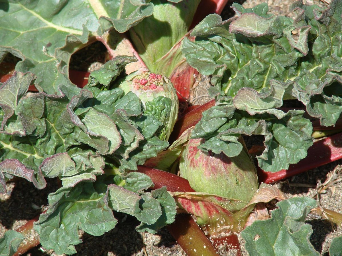 Image of Rheum rhabarbarum specimen.