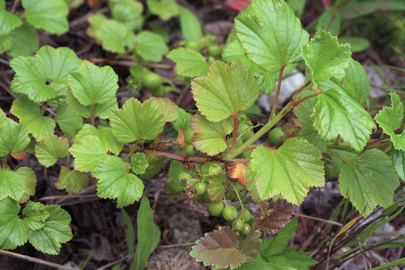 Изображение особи Ribes procumbens.