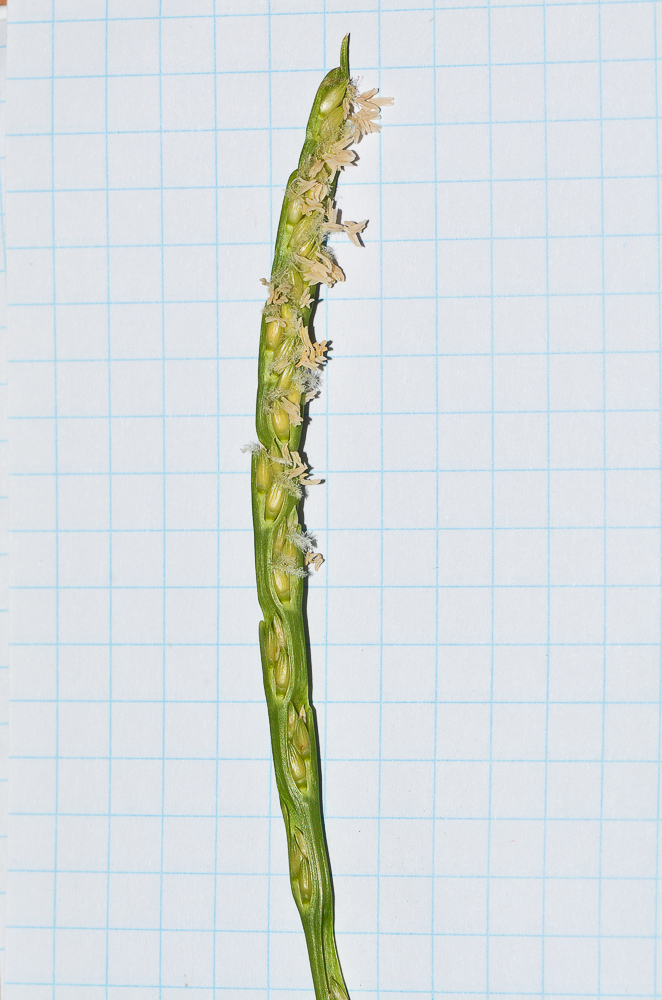Image of Stenotaphrum dimidiatum specimen.