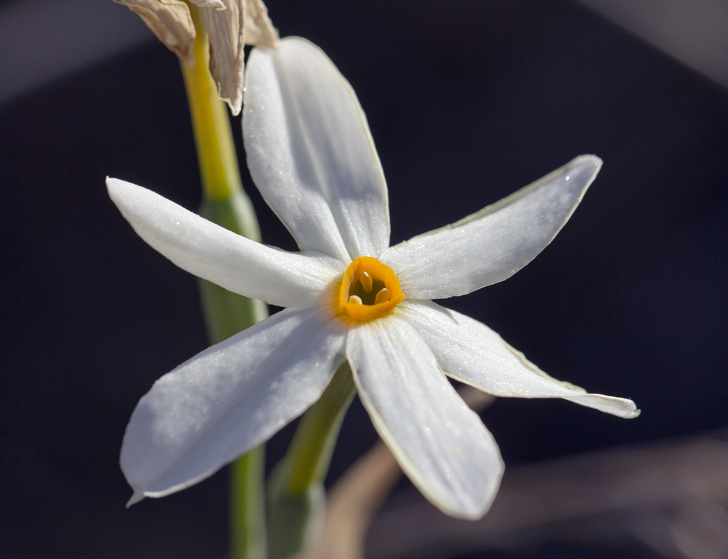 Изображение особи Narcissus obsoletus.