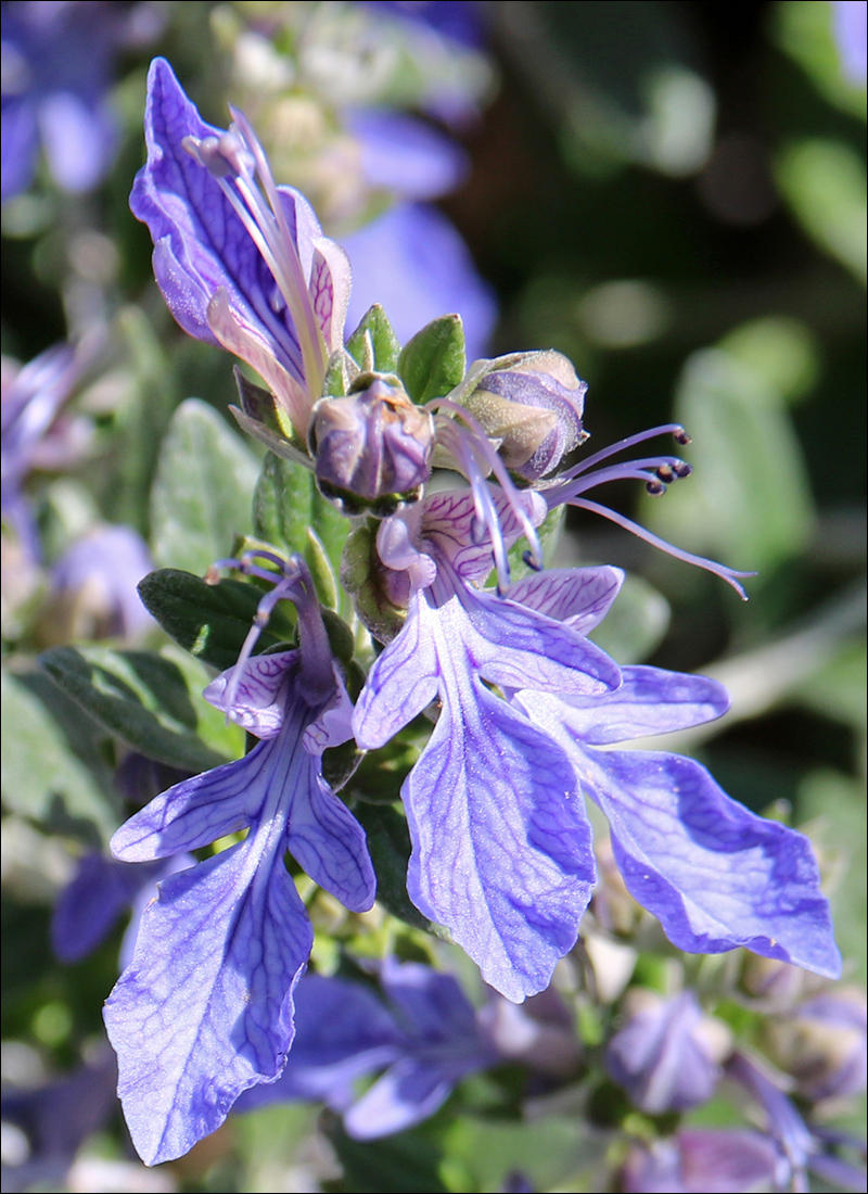 Image of Teucrium fruticans specimen.