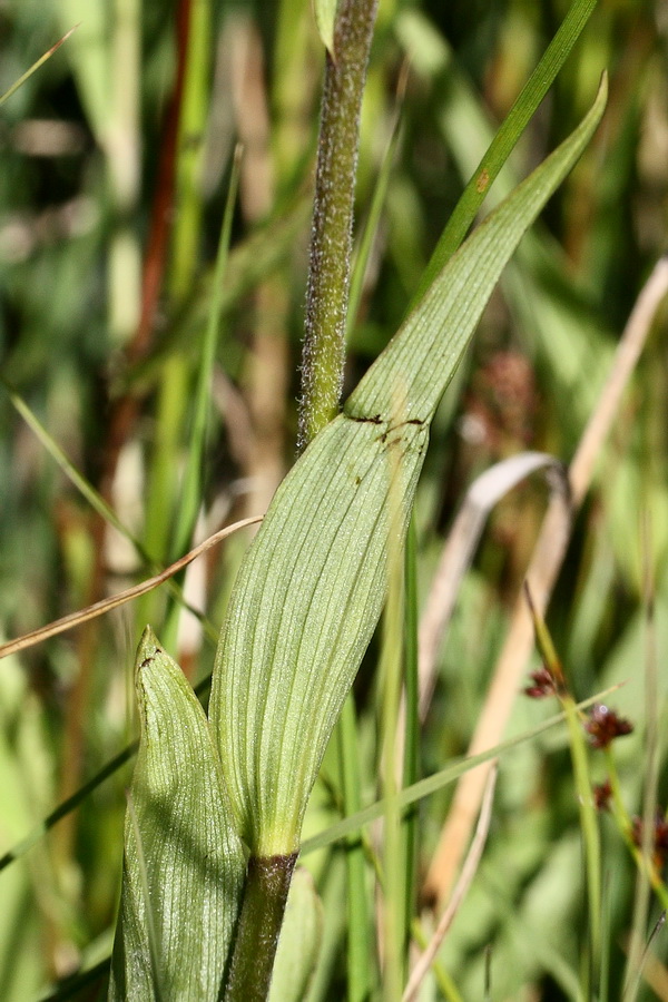 Изображение особи Epipactis palustris.