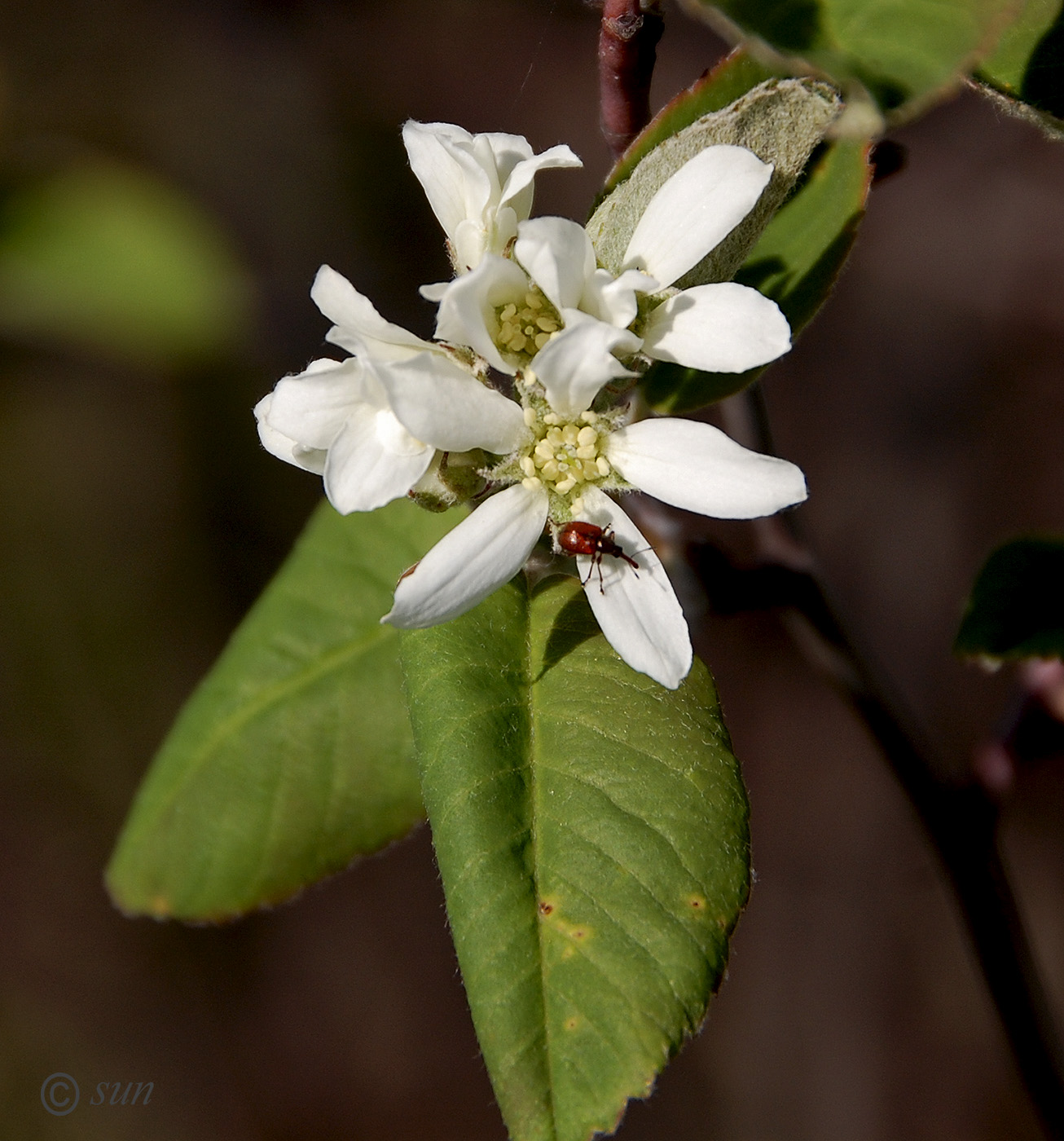 Изображение особи Amelanchier spicata.