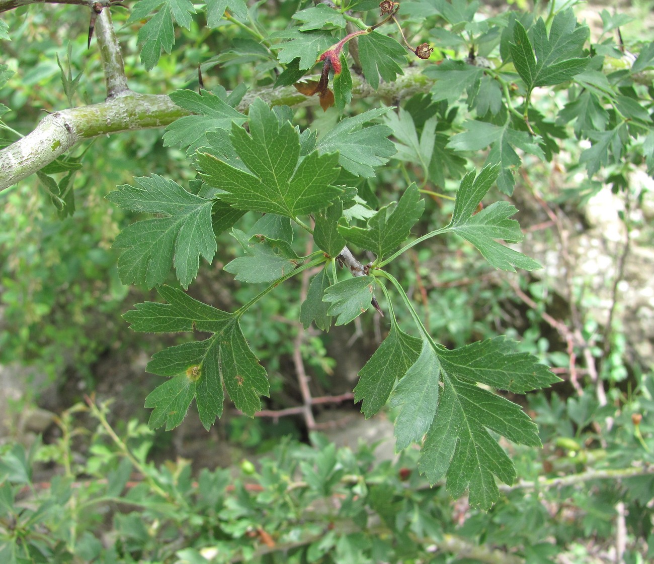 Изображение особи род Crataegus.