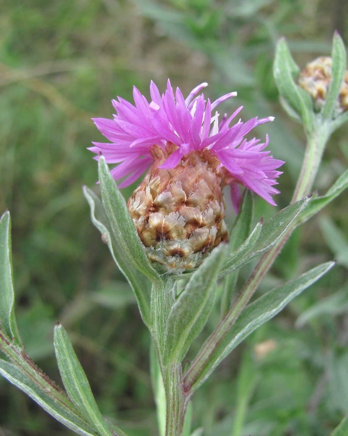 Image of Centaurea jacea ssp. substituta specimen.