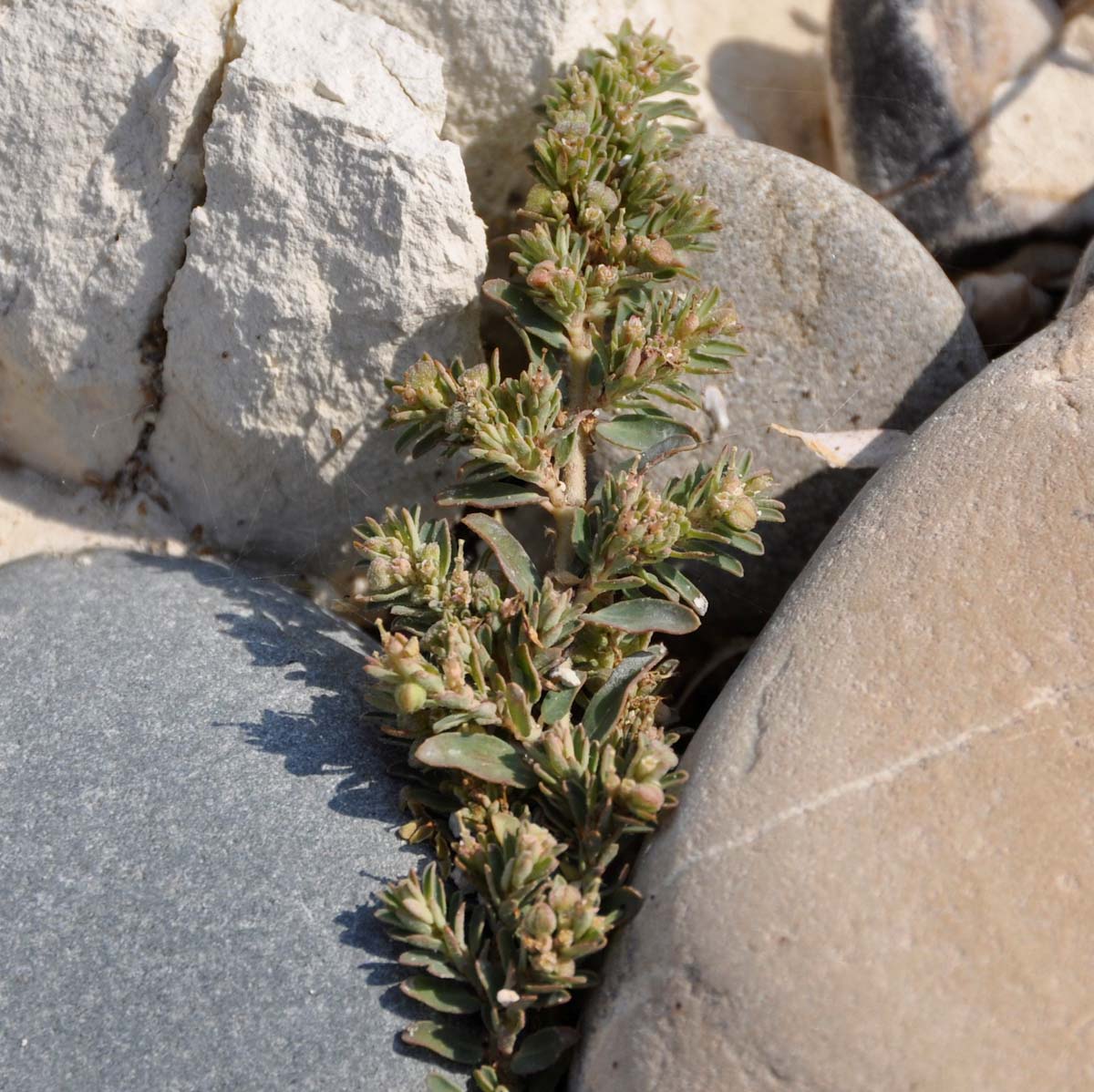 Image of Euphorbia maculata specimen.