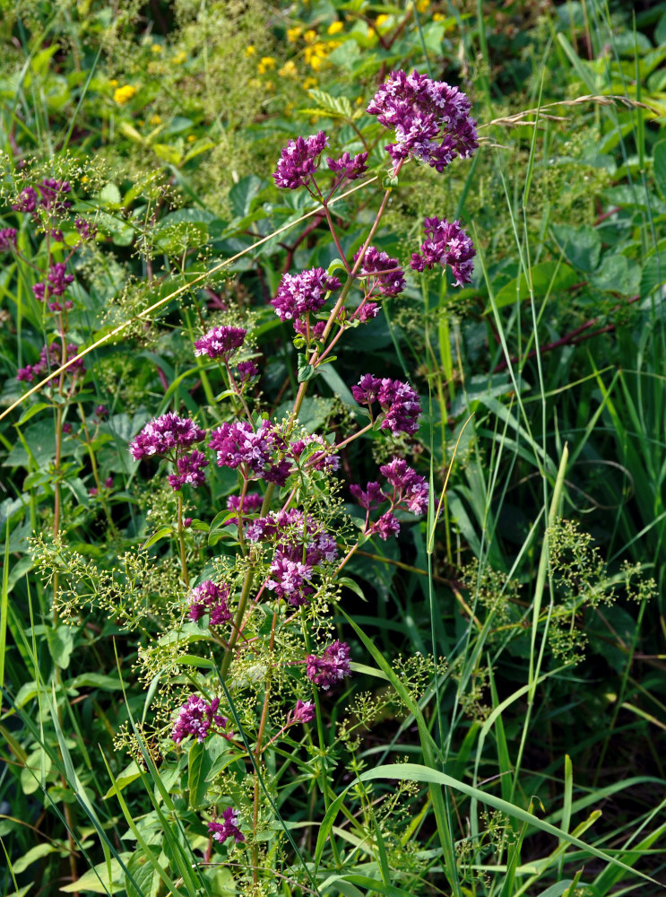 Image of Origanum vulgare specimen.