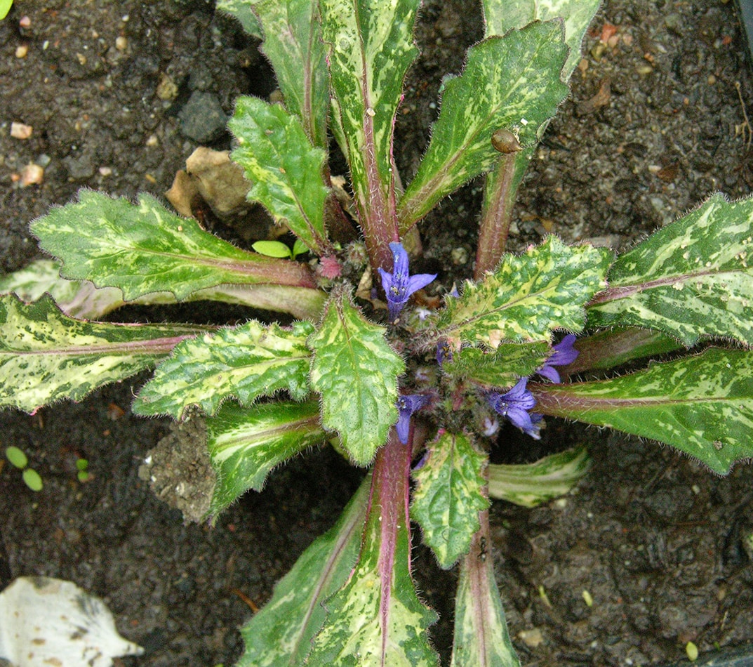 Image of Ajuga &times; bastarda specimen.