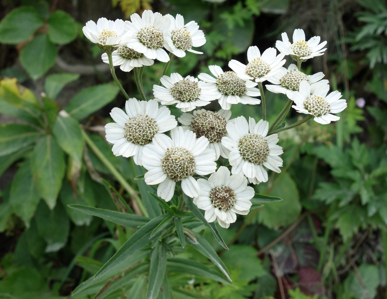 Изображение особи Achillea ptarmica ssp. macrocephala.